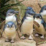 Melbourne: Healesville Sanctuary & Phillip Island Tour - The Pros and Cons
