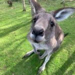 Melbourne: Moonlit Sanctuary and Brighton Beach Boxes Tour - What’s Included and What’s Not