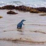 Melbourne: Penguin Parade & Phillip Island Scenic Day Tour - Practical Considerations and Value