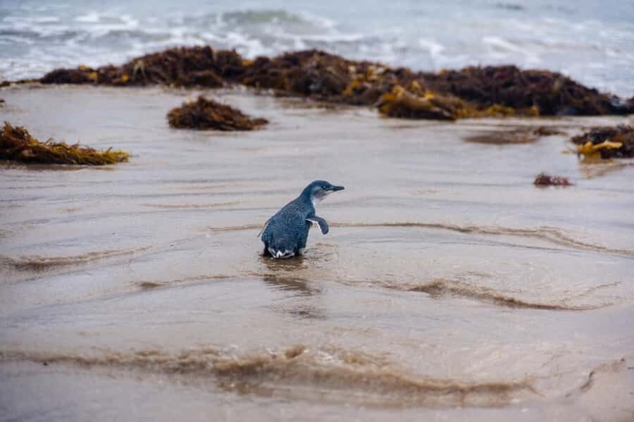 Melbourne: Penguin Parade & Phillip Island Scenic Day Tour - Practical Considerations and Value