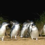 Melbourne: Phillip Island Private Tour with Penguin Parade - Evaluating the Value