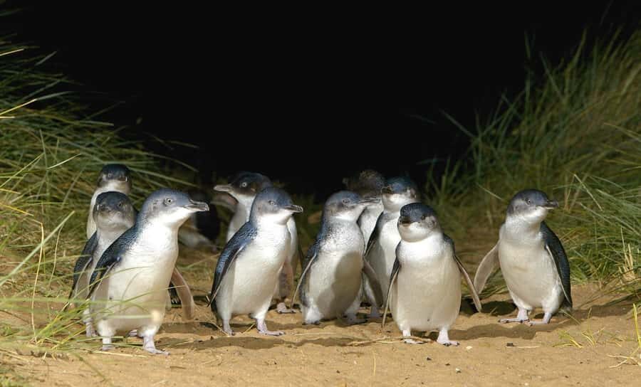 Melbourne: Phillip Island Private Tour with Penguin Parade - Evaluating the Value