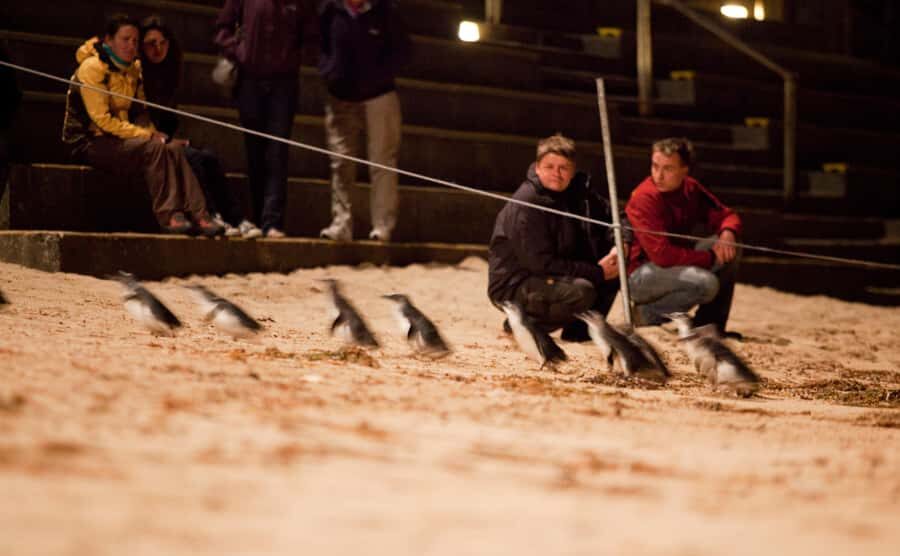 Melbourne: Phillip Island Tour & Penguin Parade - Stunning Coastal Scenery and Wildlife Viewing Opportunities