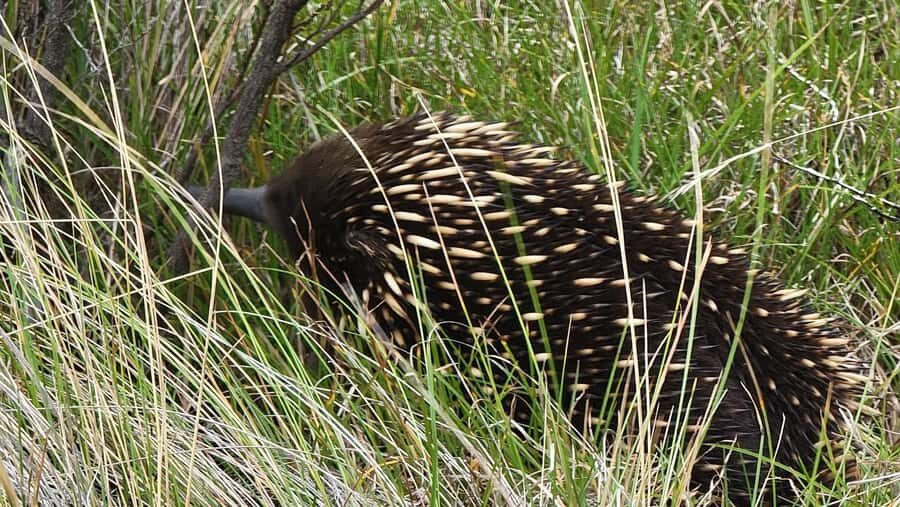Melbourne: Private Phillip Island Penguin Parade Tours - The Value of This Tour