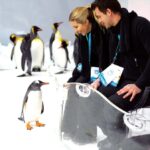 Melbourne: SEA LIFE Aquarium Entrance Ticket - The Experience in Detail