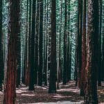 Melbourne: Yarra Valley Wine & Cherry Picking Day Trip - Analyzing the Experience: What Matters?