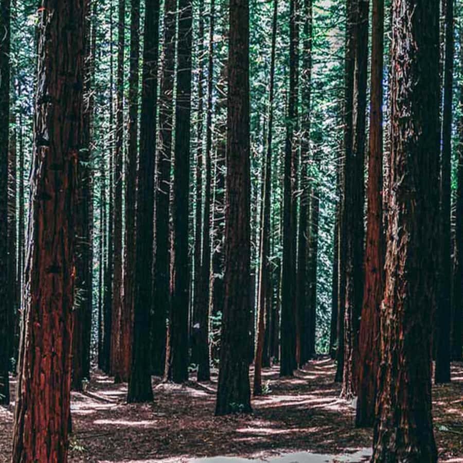 Melbourne: Yarra Valley Wine & Cherry Picking Day Trip - Analyzing the Experience: What Matters?