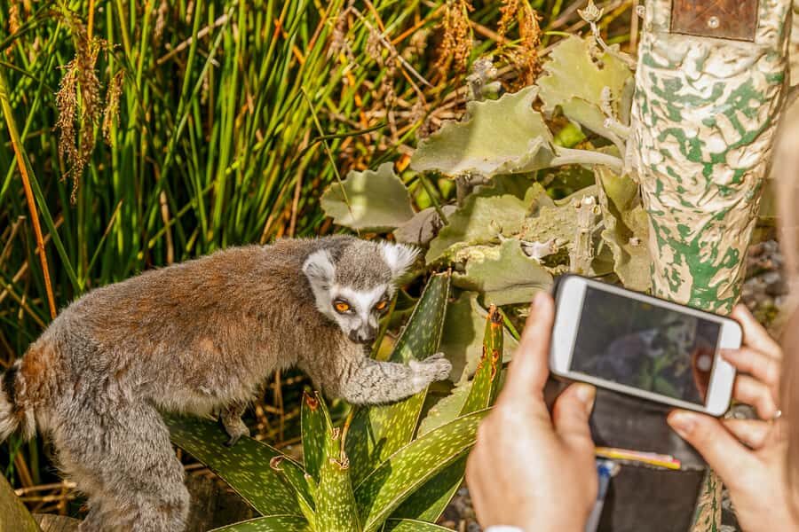 Melbourne Zoo: 1-Day Entry Ticket - Why Visit Melbourne Zoo? Highlights that Matter