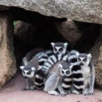 Melbourne Zoo General Entry Ticket - The Highlights and Unique Features