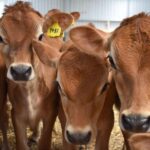 MelbournePhillip Island Tour 1 Day Tour - A Closer Look at the Itinerary and What’s in Store