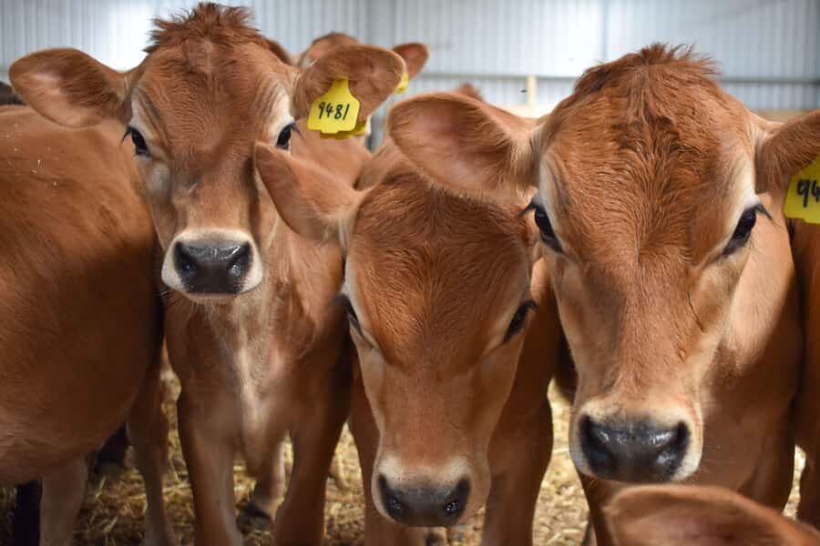 MelbournePhillip Island Tour 1 Day Tour - A Closer Look at the Itinerary and What’s in Store