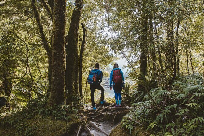 Milford Sound Nature Cruise and Self-Guided Scenic Track Walk - Why This Tour Offers Great Value