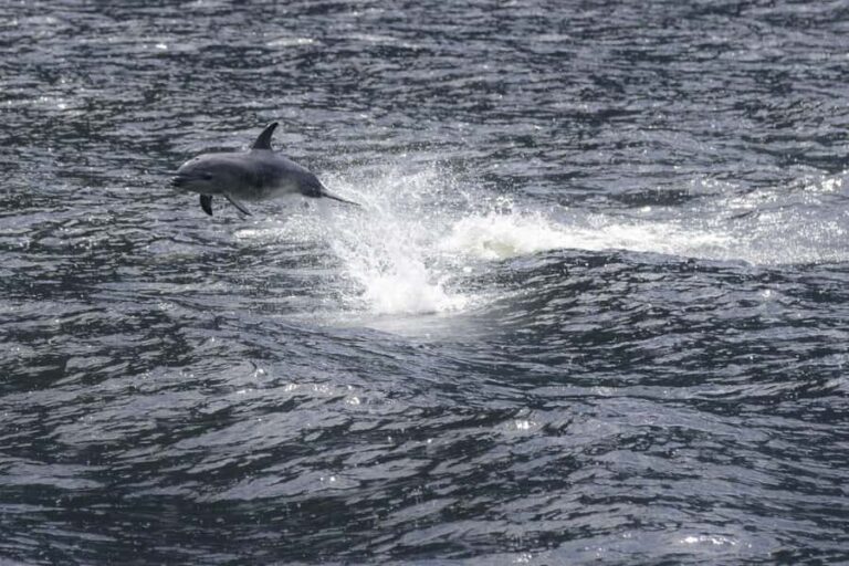 Milford Sound: Premium Small Group Cruise with Canape Lunch - Authentic Visitor Perspectives