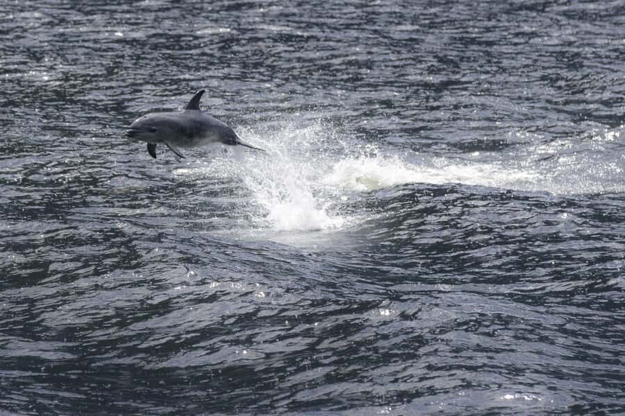 Milford Sound: Premium Small Group Cruise with Canape Lunch - Authentic Visitor Perspectives