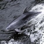 Milford Sound: Wildlife & Nature Cruises - The Sum Up