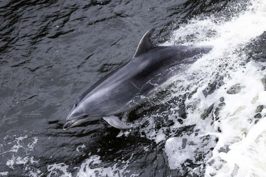 Milford Sound: Wildlife & Nature Cruises - The Sum Up