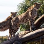 Monarto Safari Park: Cheetah Experience - Practical Tips for Your Visit