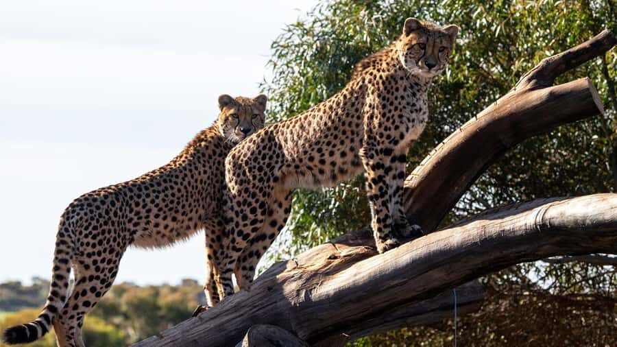 Monarto Safari Park: Cheetah Experience - Practical Tips for Your Visit