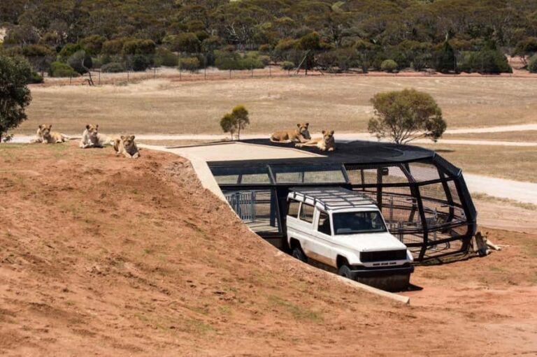 Monarto Safari Park: General Admission Tickets - What You Can Expect at Monarto Safari Park