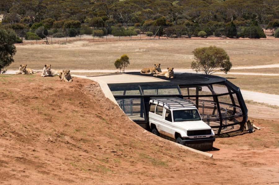 Monarto Safari Park: General Admission Tickets - What You Can Expect at Monarto Safari Park