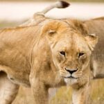 Monarto Safari Park: Keeper for a Day - An In-Depth Look at the Keeper for a Day Experience