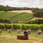 Montalto Vineyard: Mornington Peninsula Discovery Wine Tasting and Lunch - What Makes This Tour Stand Out?