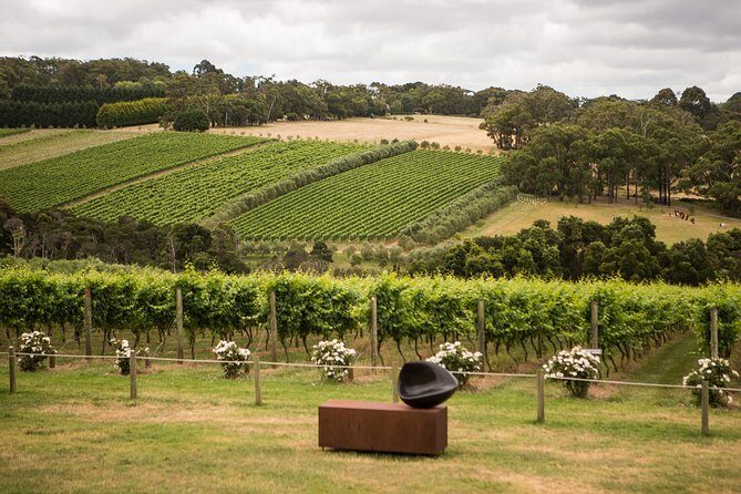 Montalto Vineyard: Mornington Peninsula Discovery Wine Tasting and Lunch - What Makes This Tour Stand Out?