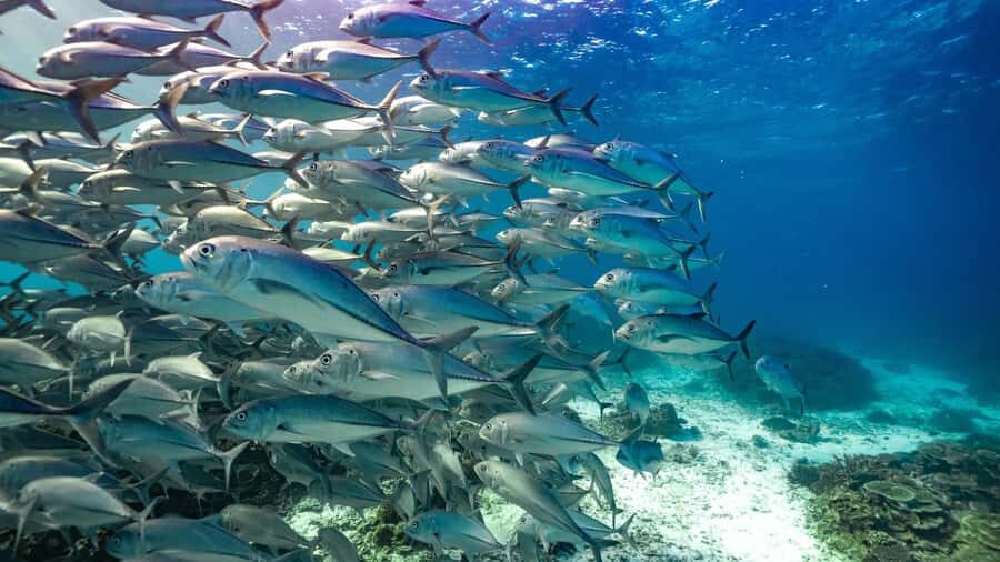 Mooloolaba: Turtle Snorkel & Swim at Mudjimba Island - The Itinerary in Detail: How Your Time is Spent