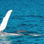 Mooloolaba: Whale Watching Cruise - Watching Whales in Action