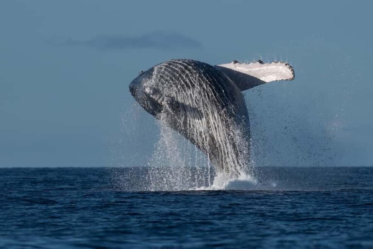 Mooloolaba: Whale Watching Cruise - Real Experiences and Reviews