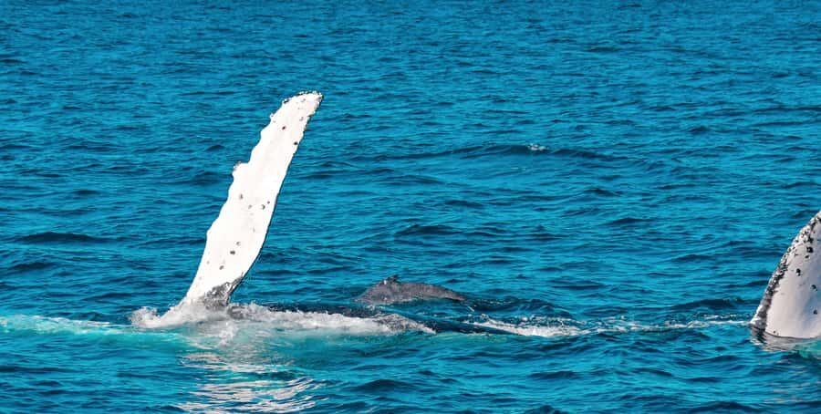Mooloolaba: Whale Watching Cruise - Watching Whales in Action