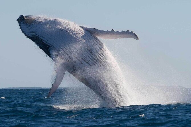 Mooloolaba Whale Watching  Small Group Tour - Who Will Love This Tour?