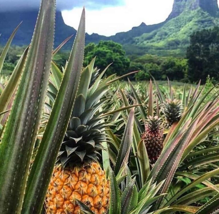 Moorea Cruise Ships 4x4, Belvedere Magic mount PRIVATE Tours - Exploring Moorea with a Private 4x4
