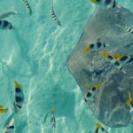 Mo'orea Half Day Private Tour with Snorkeling and Cruising the Lagoon - Final Thoughts