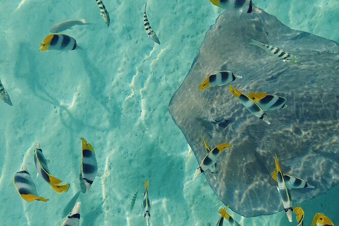 Mo'orea Half Day Private Tour with Snorkeling and Cruising the Lagoon - Final Thoughts