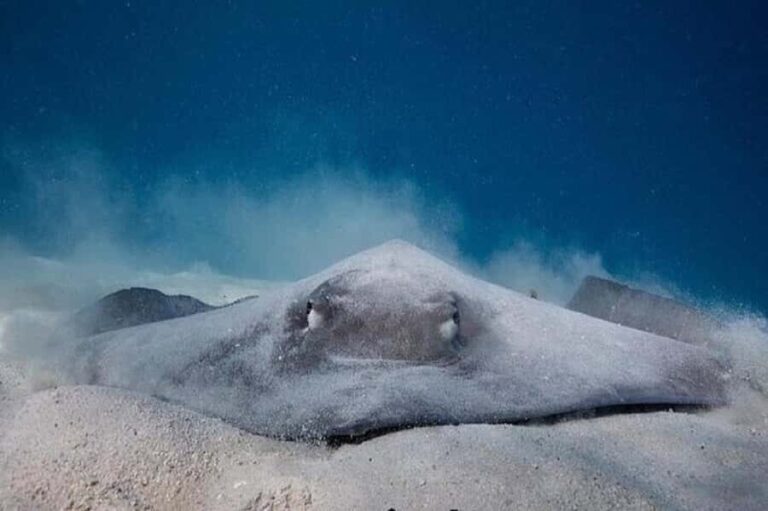 Moorea: Hauru Lagoon 3-hour Guided Kayak Tour with Snack - Why This Tour Works