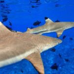 Moorea Private Boat Tour / Sea Scooter Snorkeling Tour - Final Thoughts