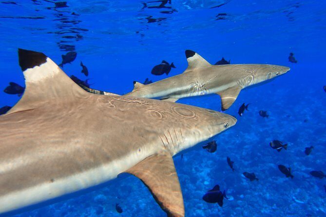 Moorea Private Boat Tour / Sea Scooter Snorkeling Tour - Final Thoughts