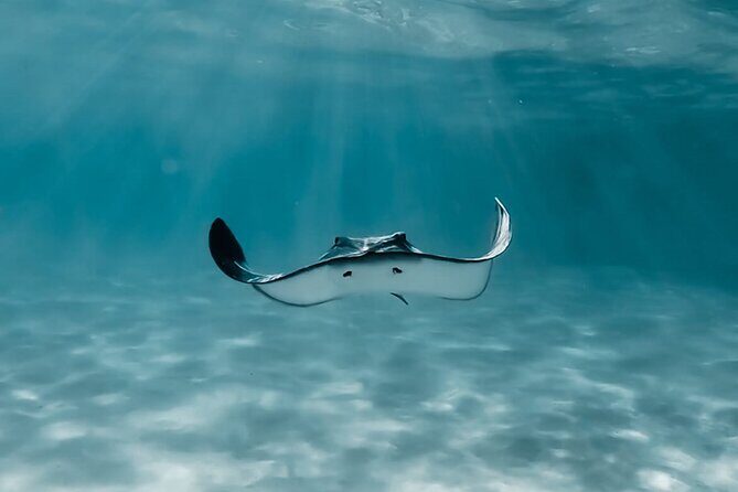 Moorea: Private Snorkeling Tour with Certify Guide - Who Will Love This Tour?