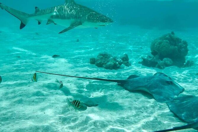 Moorea Solo or Twin 2 hours Jet Ski Tour - Final Thoughts: Is It Worth It?