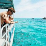 Moreton Island: Marine Discovery Cruise & Dolphin Feeding - What’s Included and What’s Not