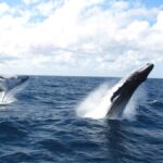 Moreton Island: Tangalooma Day Trip & Whale Watching Cruise - The Heart of the Experience: Whale Watching Cruise