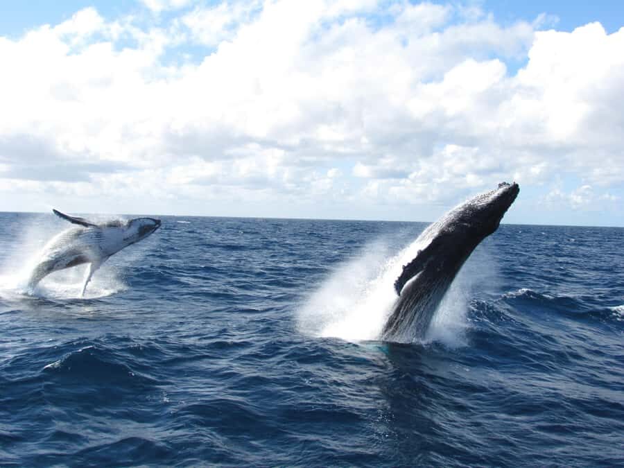 Moreton Island: Tangalooma Day Trip & Whale Watching Cruise - The Heart of the Experience: Whale Watching Cruise