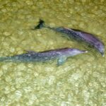 Moreton Island: Tangalooma Snorkelling with Dolphin Viewing - What’s the Value of This Tour?