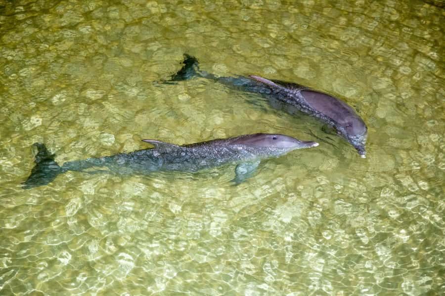 Moreton Island: Tangalooma Snorkelling with Dolphin Viewing - What’s the Value of This Tour?