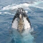 Moreton Island: Tangalooma Whale Watching & Dolphin Feeding - The Itinerary in Detail
