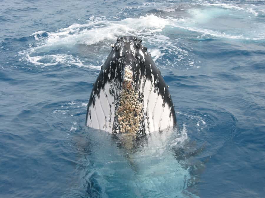 Moreton Island: Tangalooma Whale Watching & Dolphin Feeding - The Itinerary in Detail