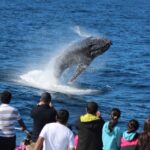 Moreton Island: Tangalooma Whale Watching & Dolphin Viewing - Practical Aspects and Value