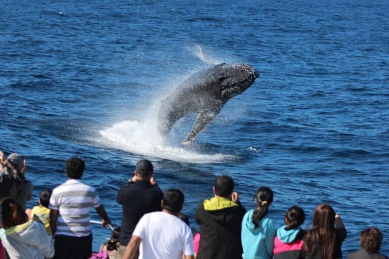 Moreton Island: Tangalooma Whale Watching & Dolphin Viewing - Practical Aspects and Value