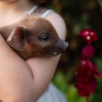 Morning Farm Experience near Gympie & Noosa - The Experience in Detail: Why It’s Worth Your Time